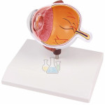 Eye Half Magnified